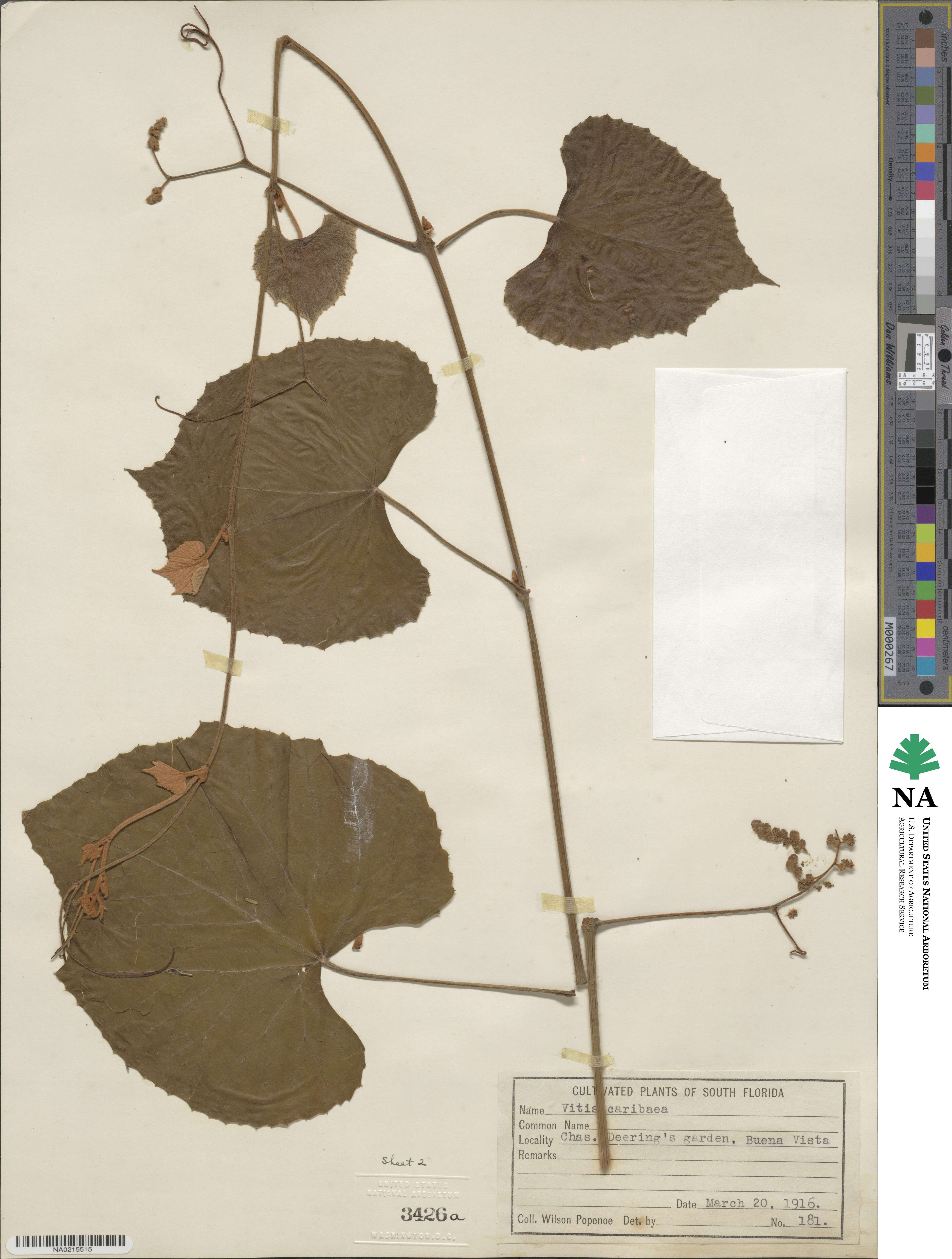 Vitis tiliifolia image