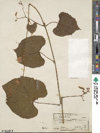 Vitis tiliifolia image