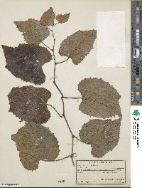 Vitis tiliifolia image