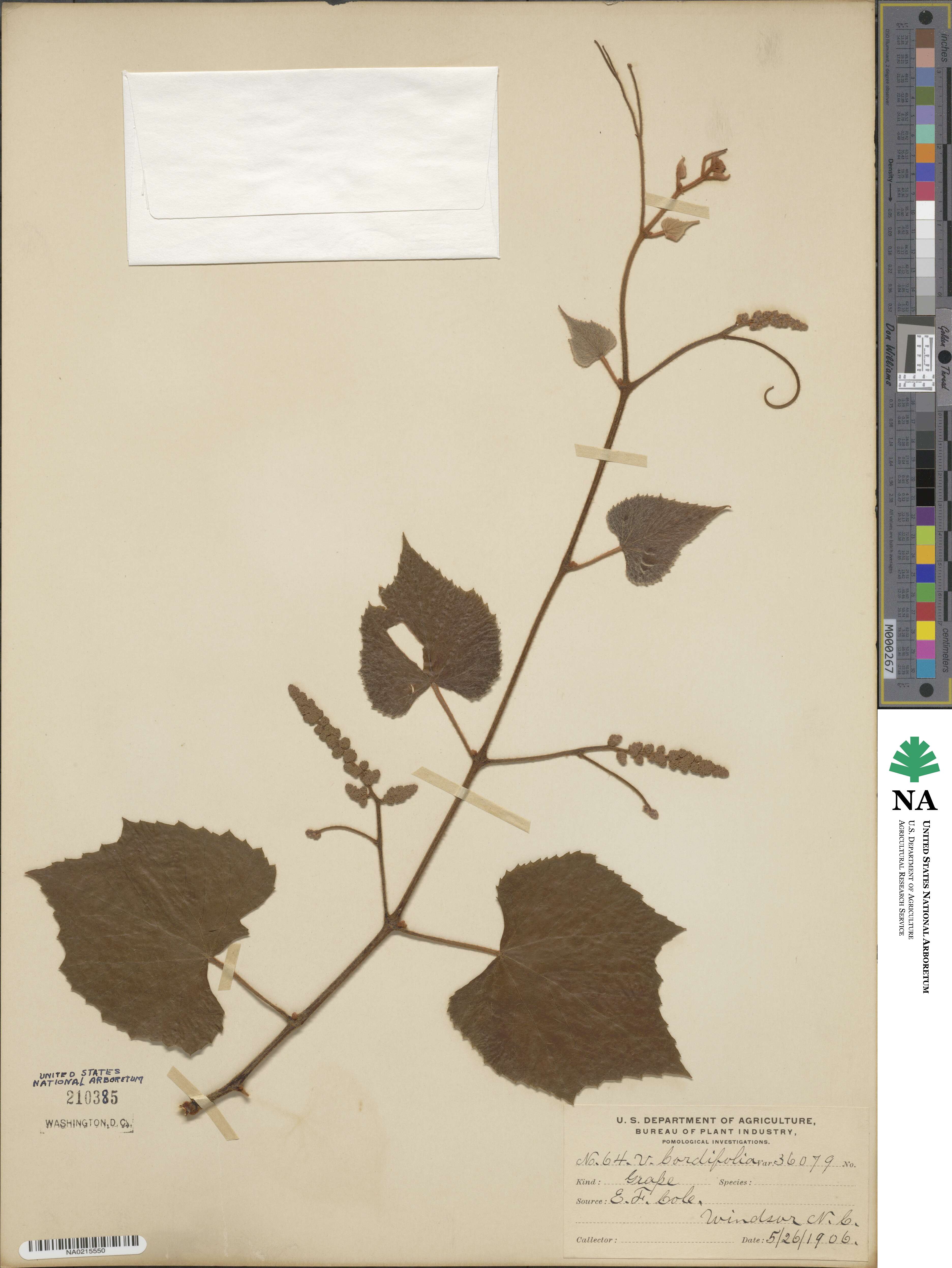 Vitis cordifolia image