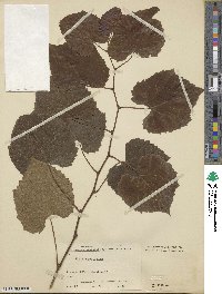 Vitis cordifolia image