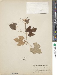 Vitis shuttleworthii image