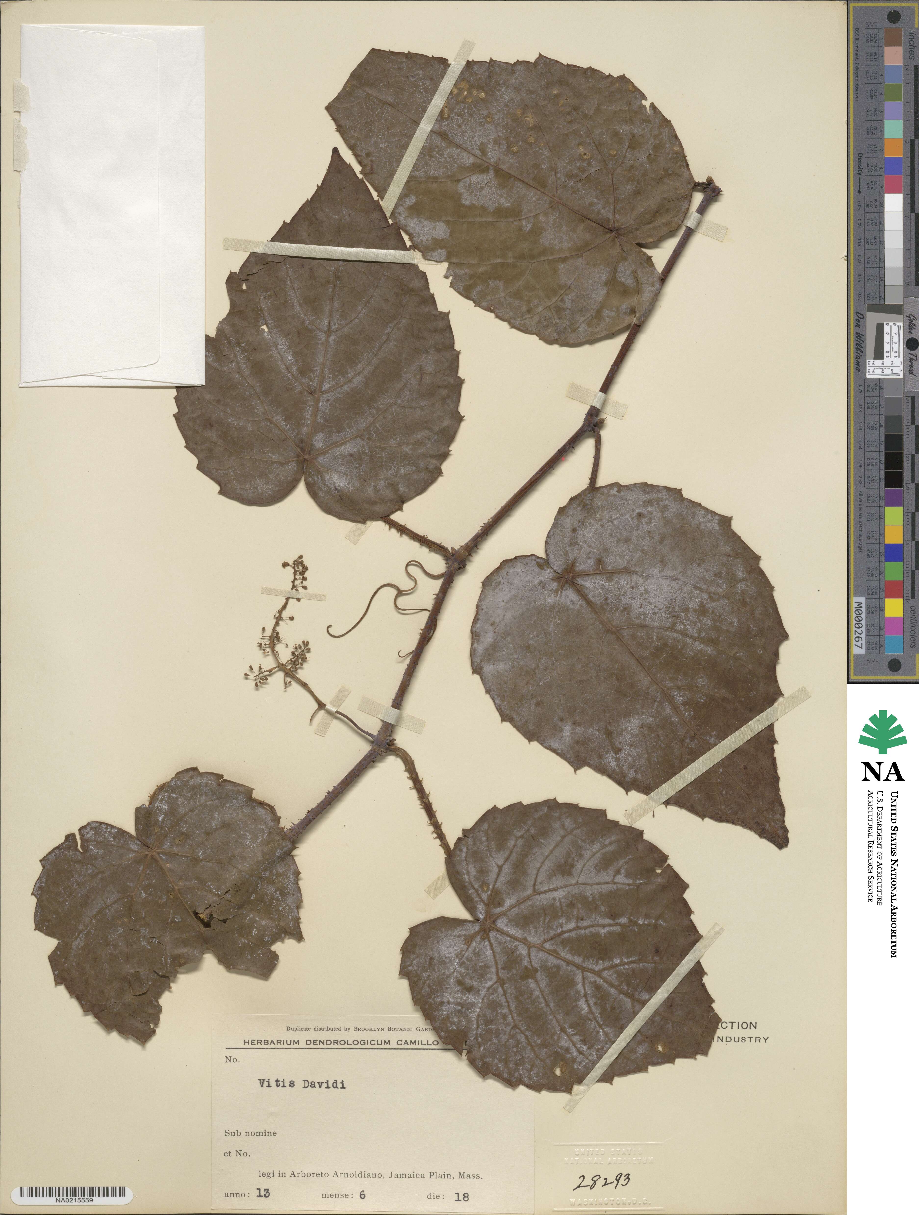 Vitis davidii image