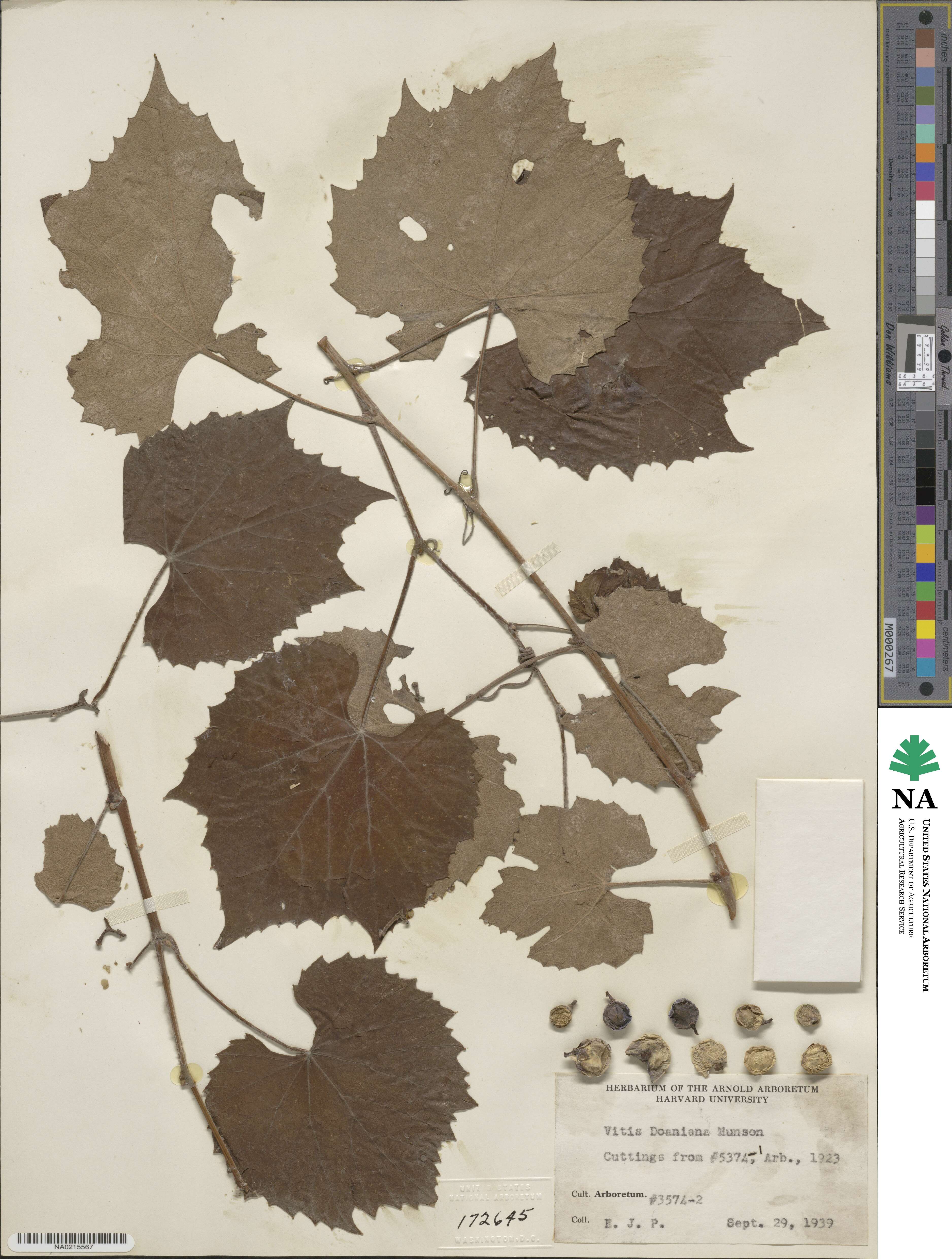 Vitis × doaniana image