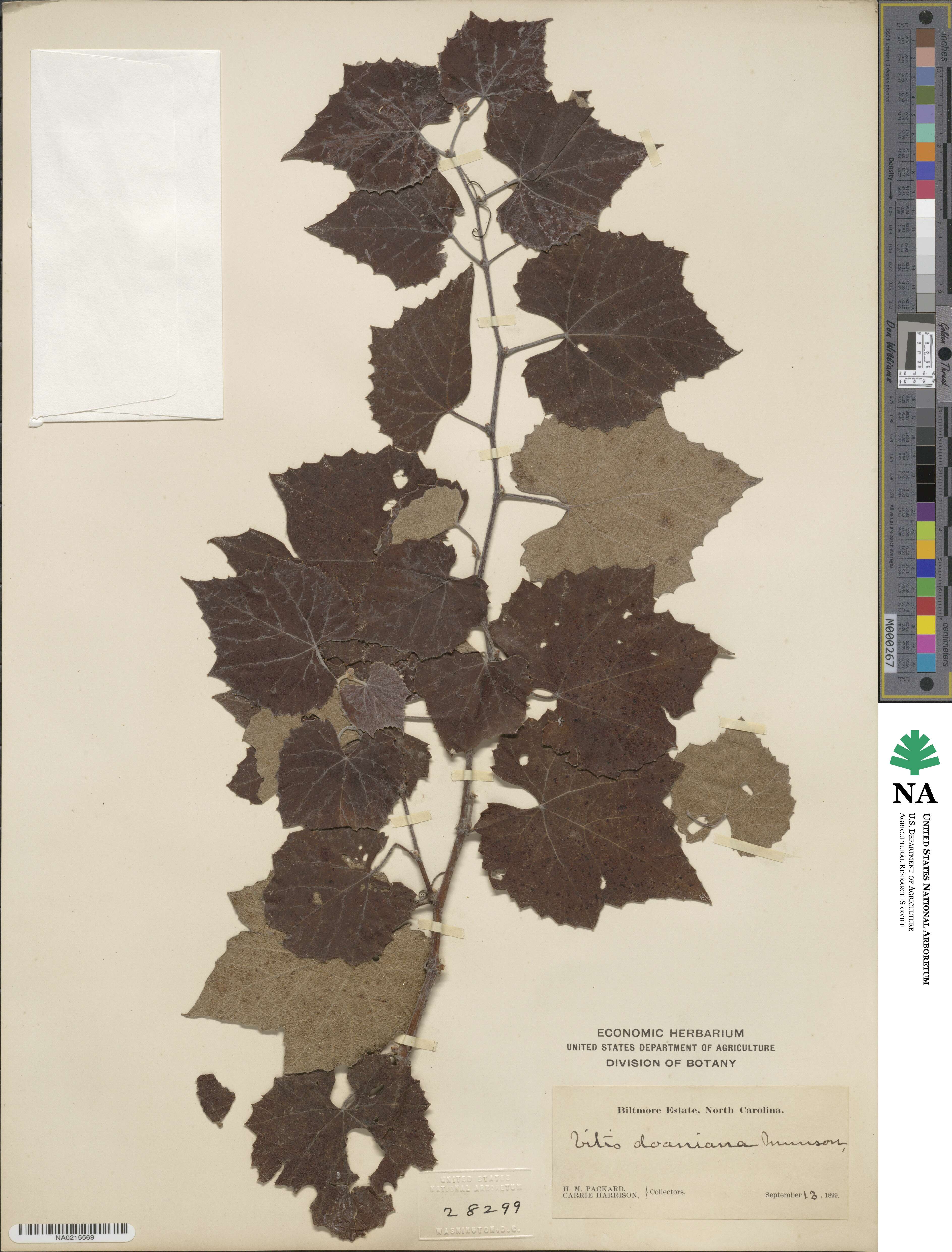 Vitis × doaniana image