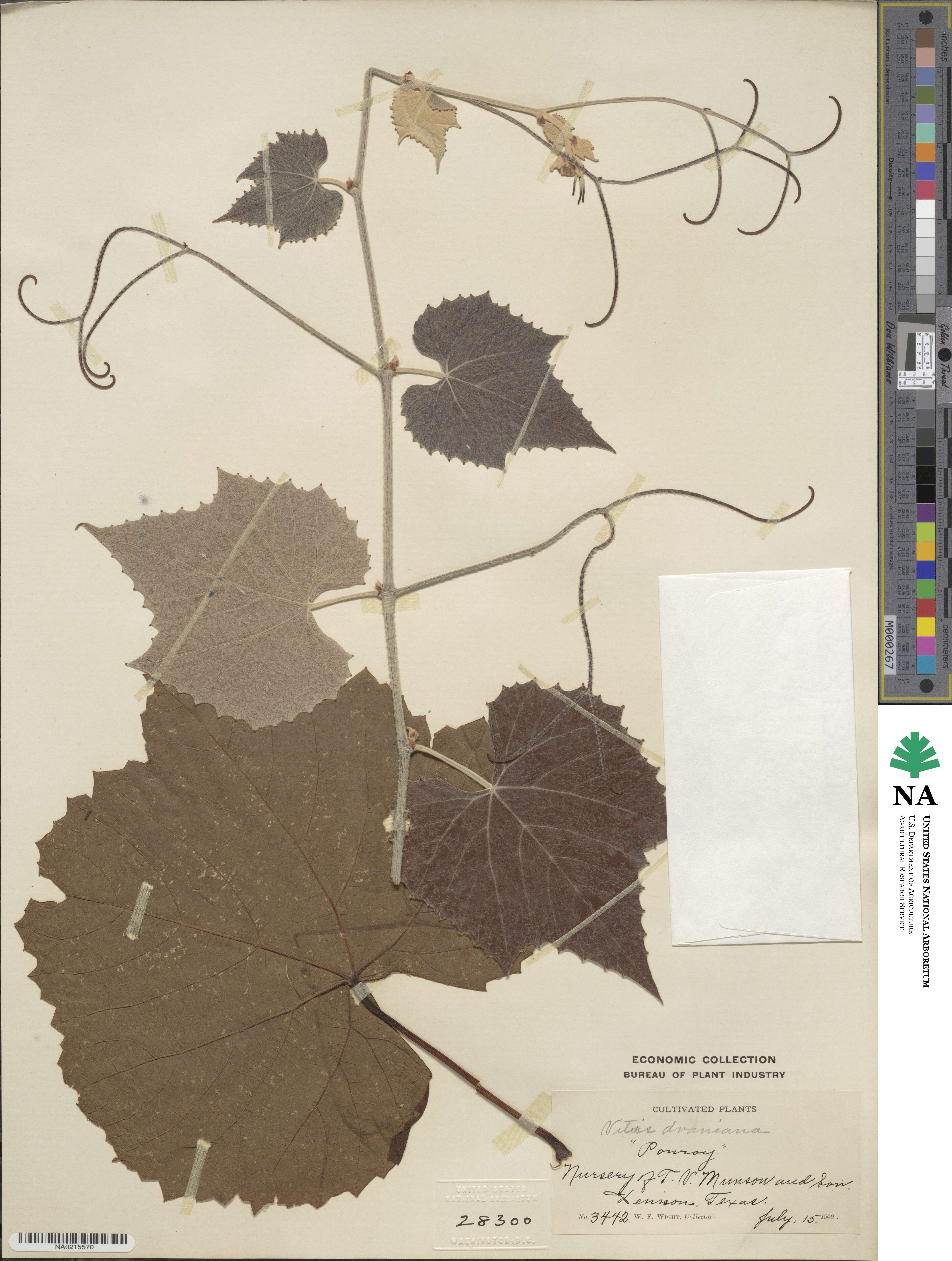 Vitis × doaniana image