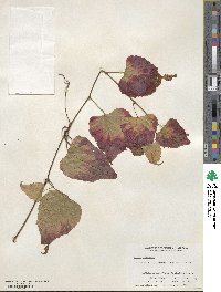 Vitis flexuosa image