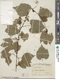 Vitis flexuosa image