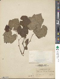 Vitis girdiana image