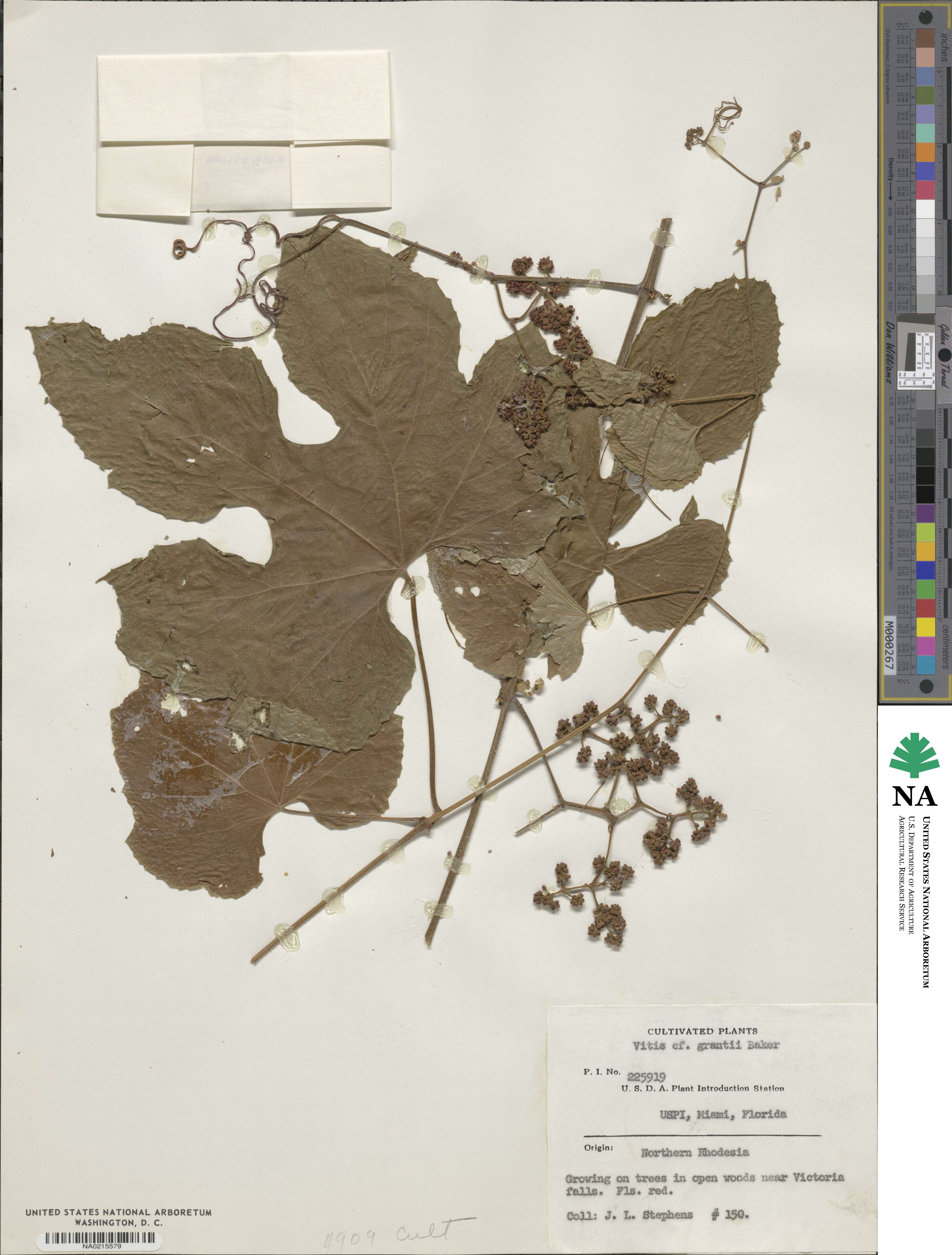 Ampelocissus africana image