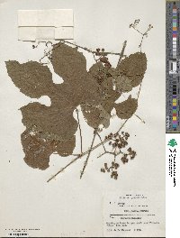 Image of Ampelocissus africana