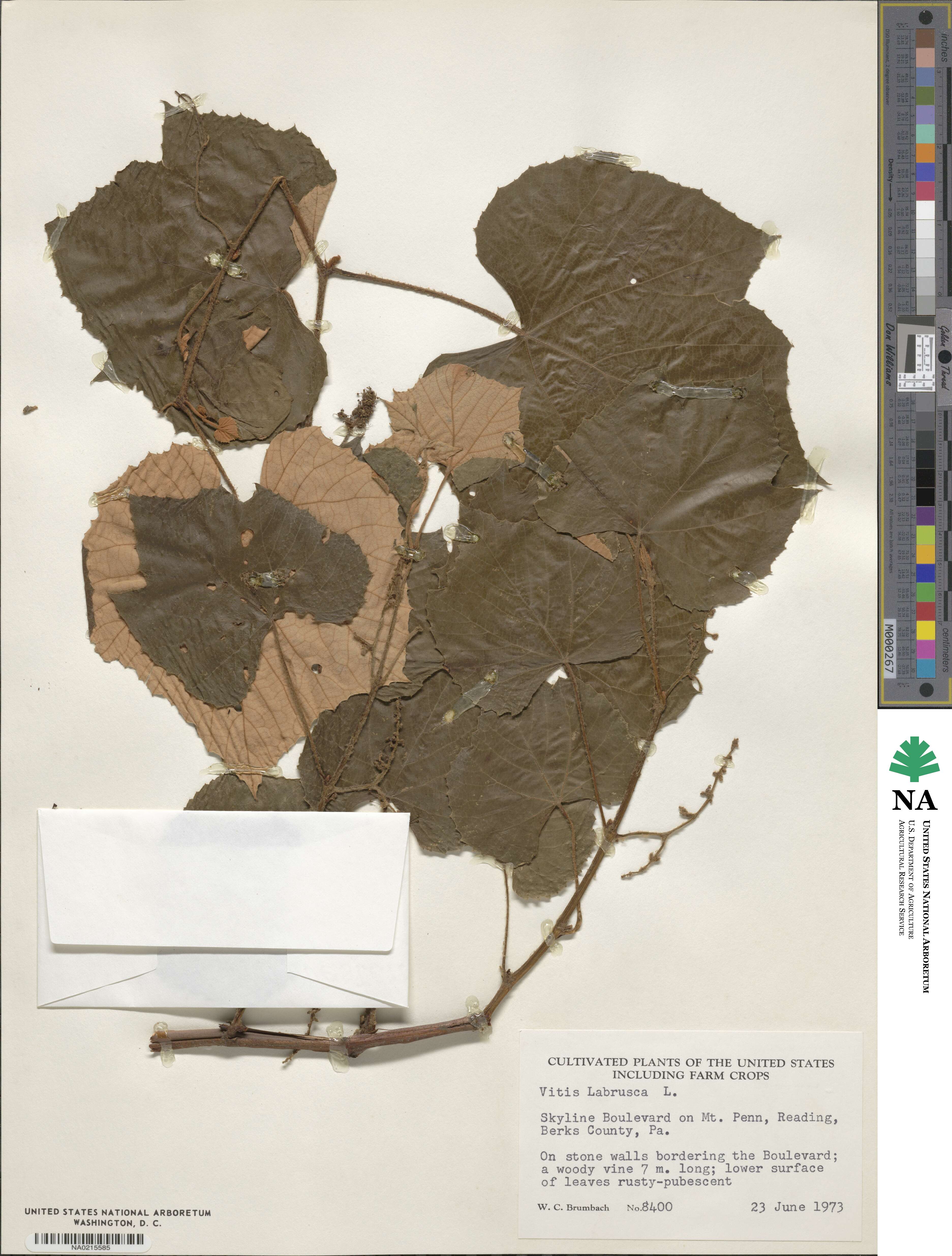 Vitis labrusca image