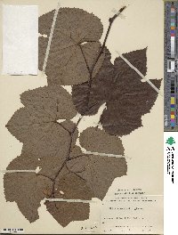 Vitis aestivalis var. linsecomii image