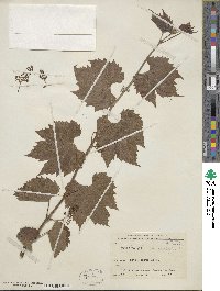 Vitis acerifolia image