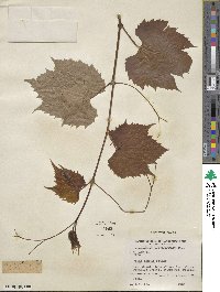 Vitis acerifolia image