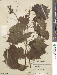 Vitis acerifolia image