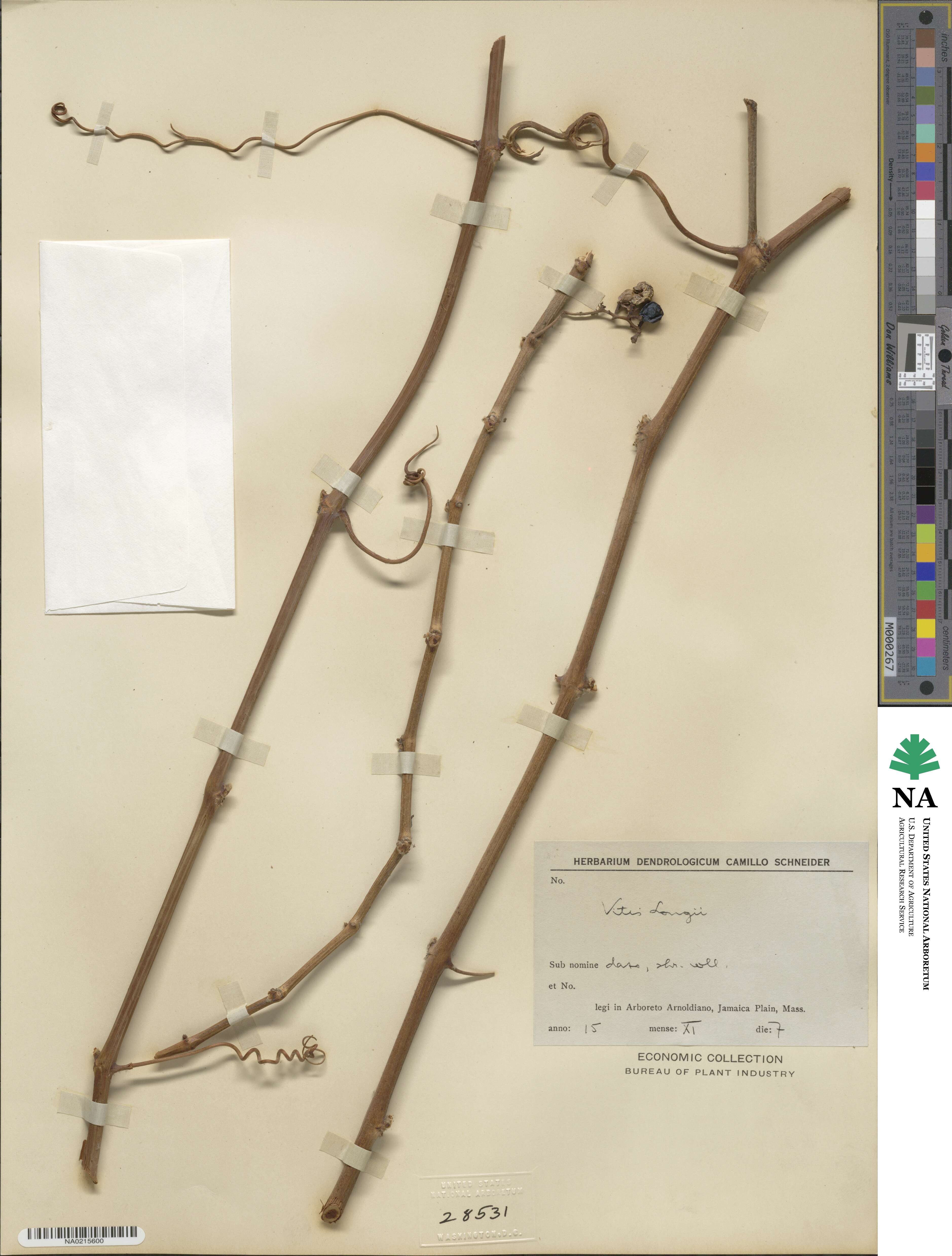 Vitis acerifolia image