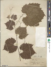 Vitis acerifolia image