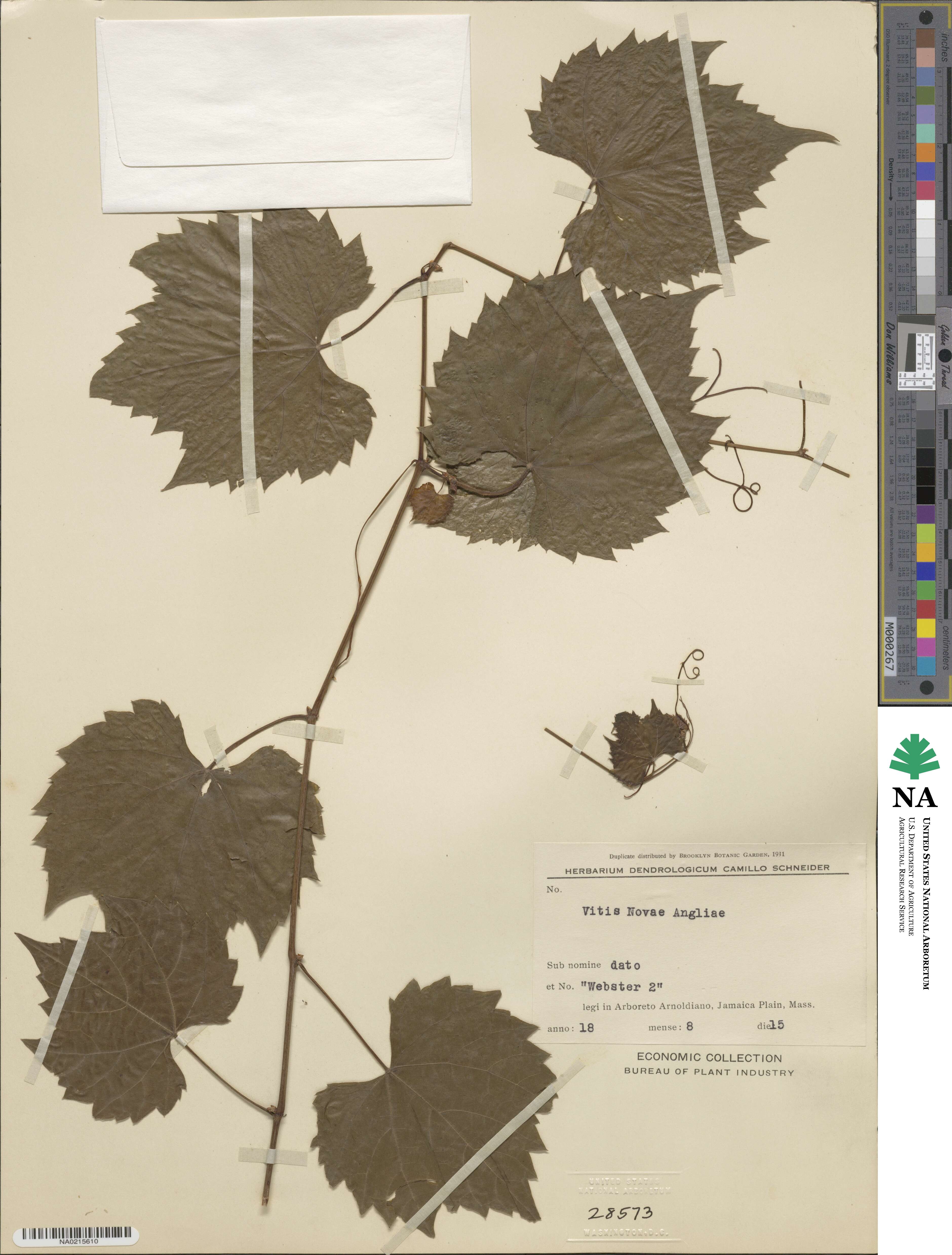 Vitis × novae-angliae image