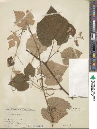 Vitis pentagona image