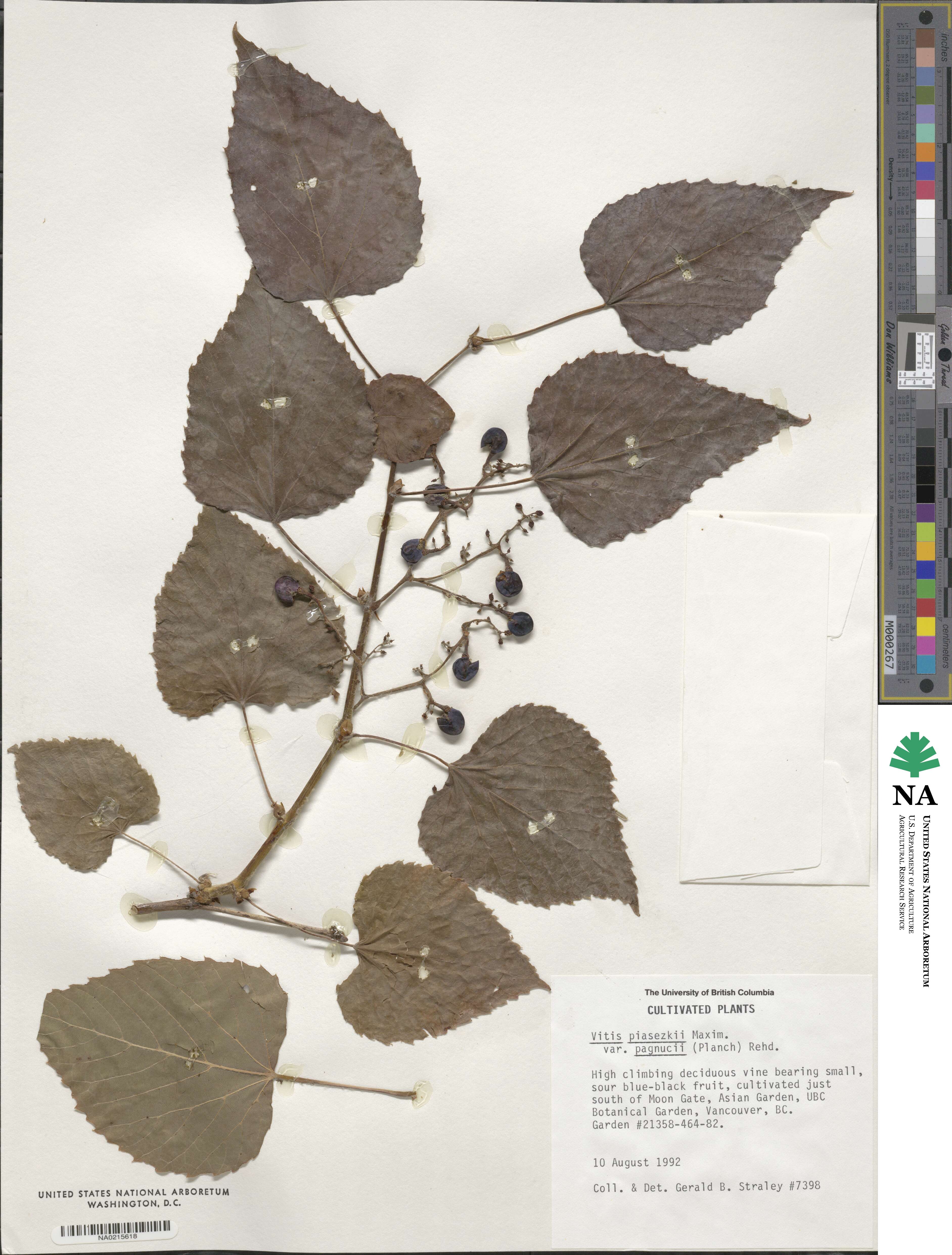 Vitis piasezkii var. pagnucii image