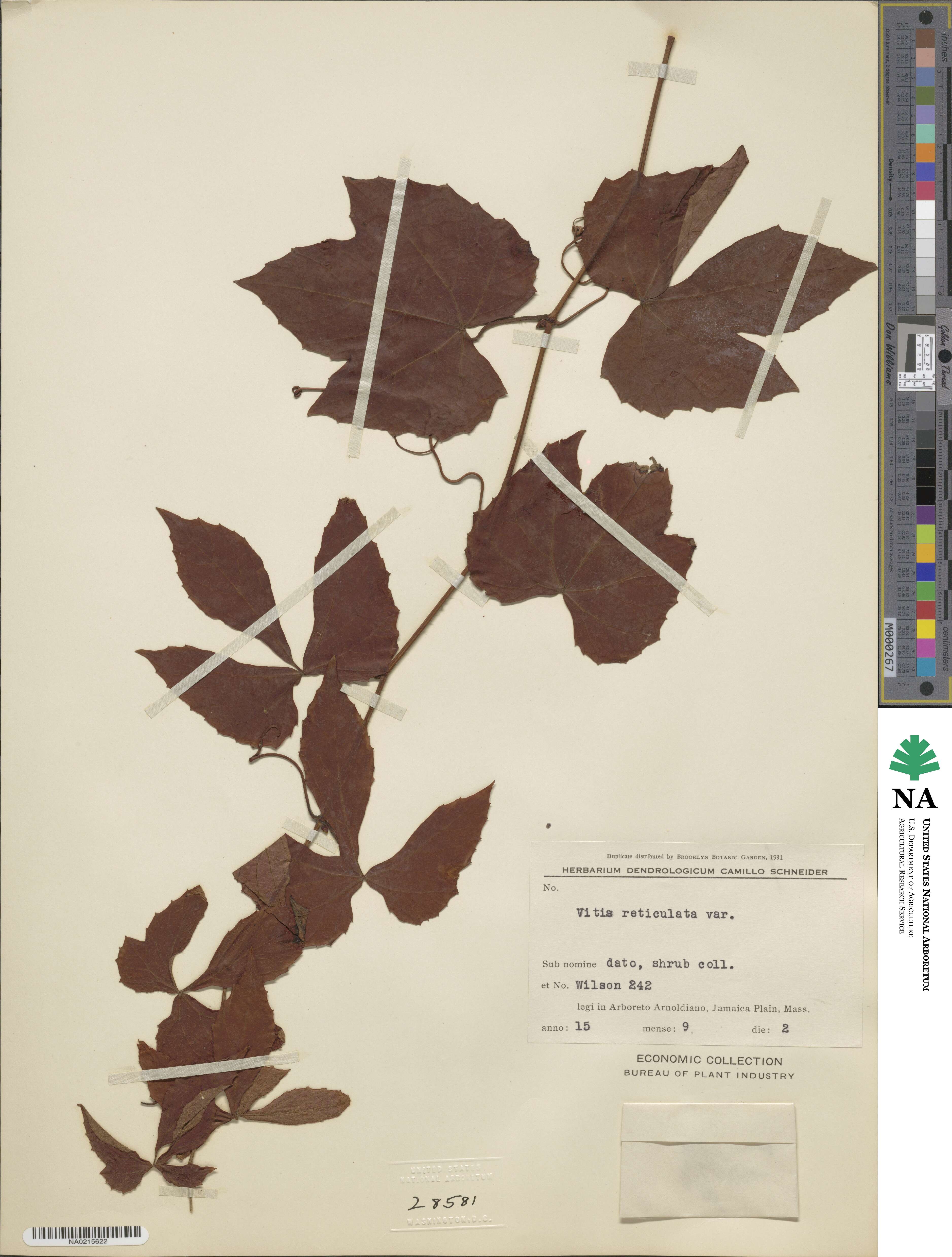 Vitis wilsoniae image