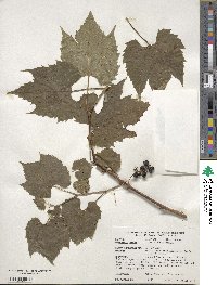 Vitis riparia image