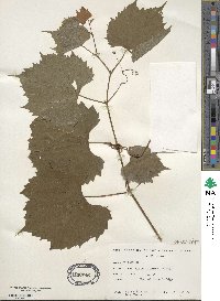 Vitis riparia image