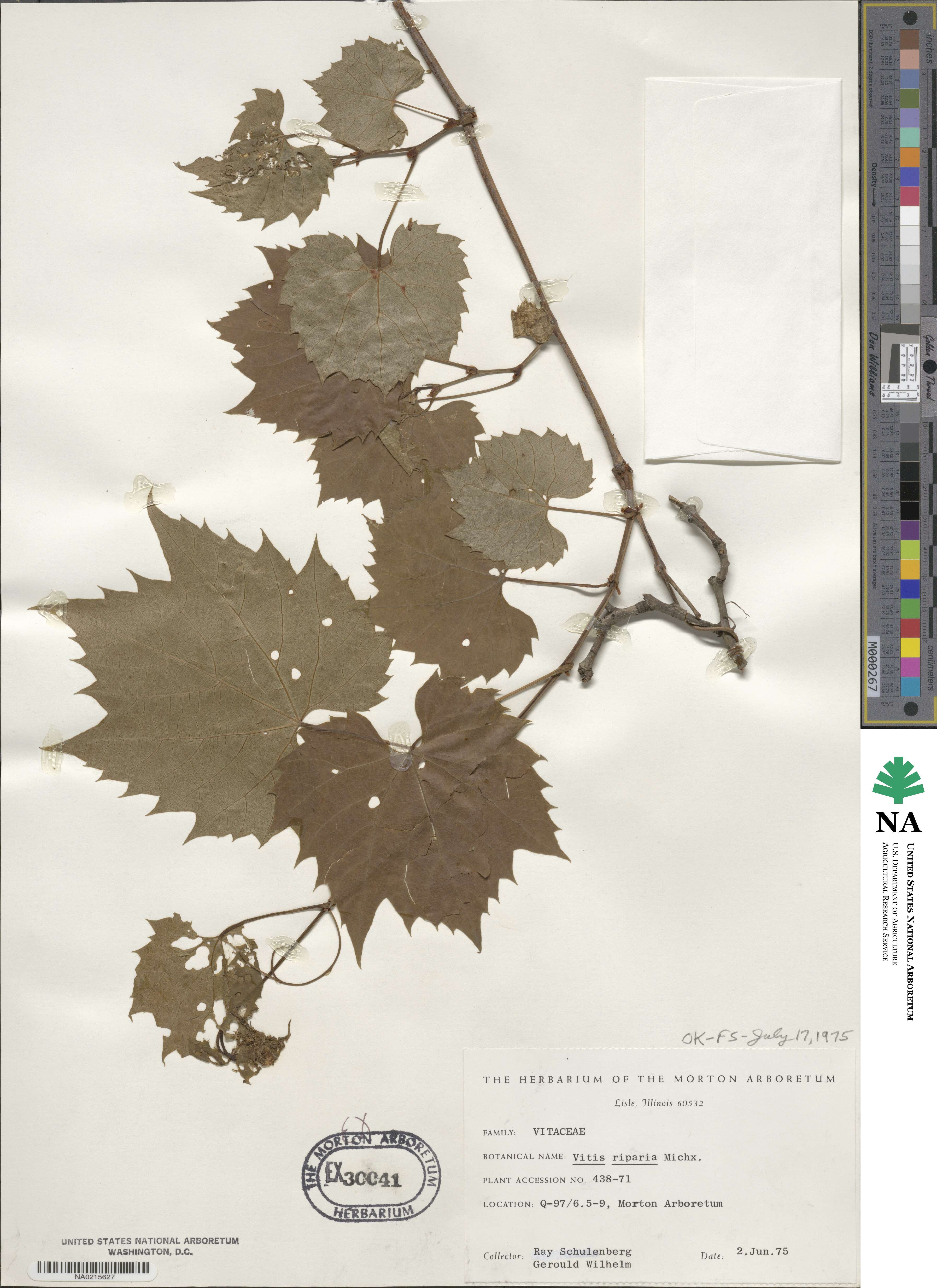 Vitis riparia image
