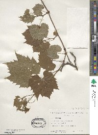 Vitis riparia image