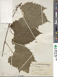 Vitis riparia image