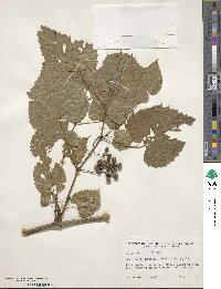 Vitis riparia image