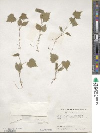 Vitis riparia image