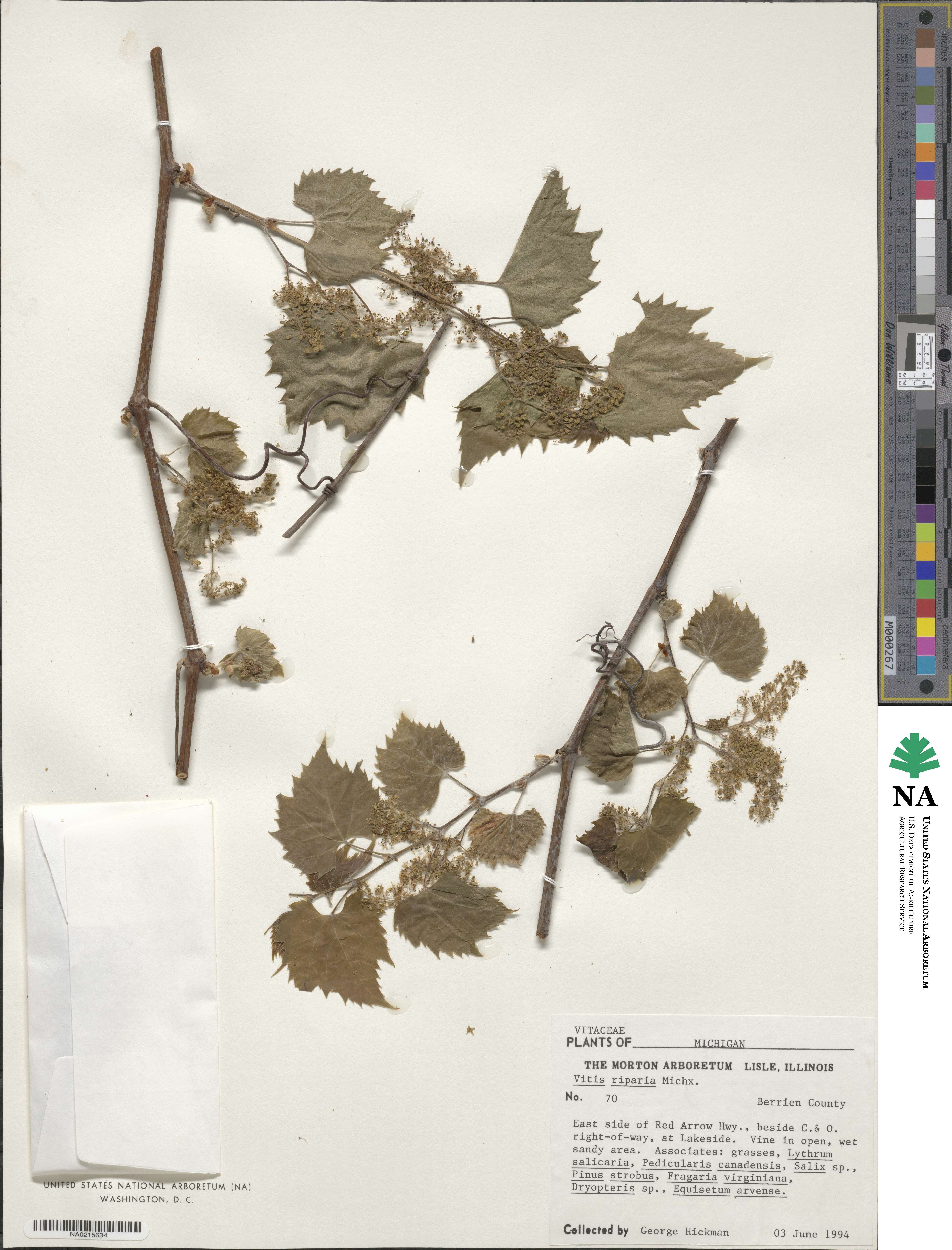 Vitis riparia image