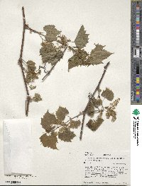 Vitis riparia image