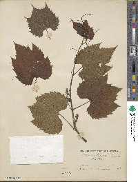 Vitis riparia image