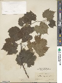 Vitis riparia image