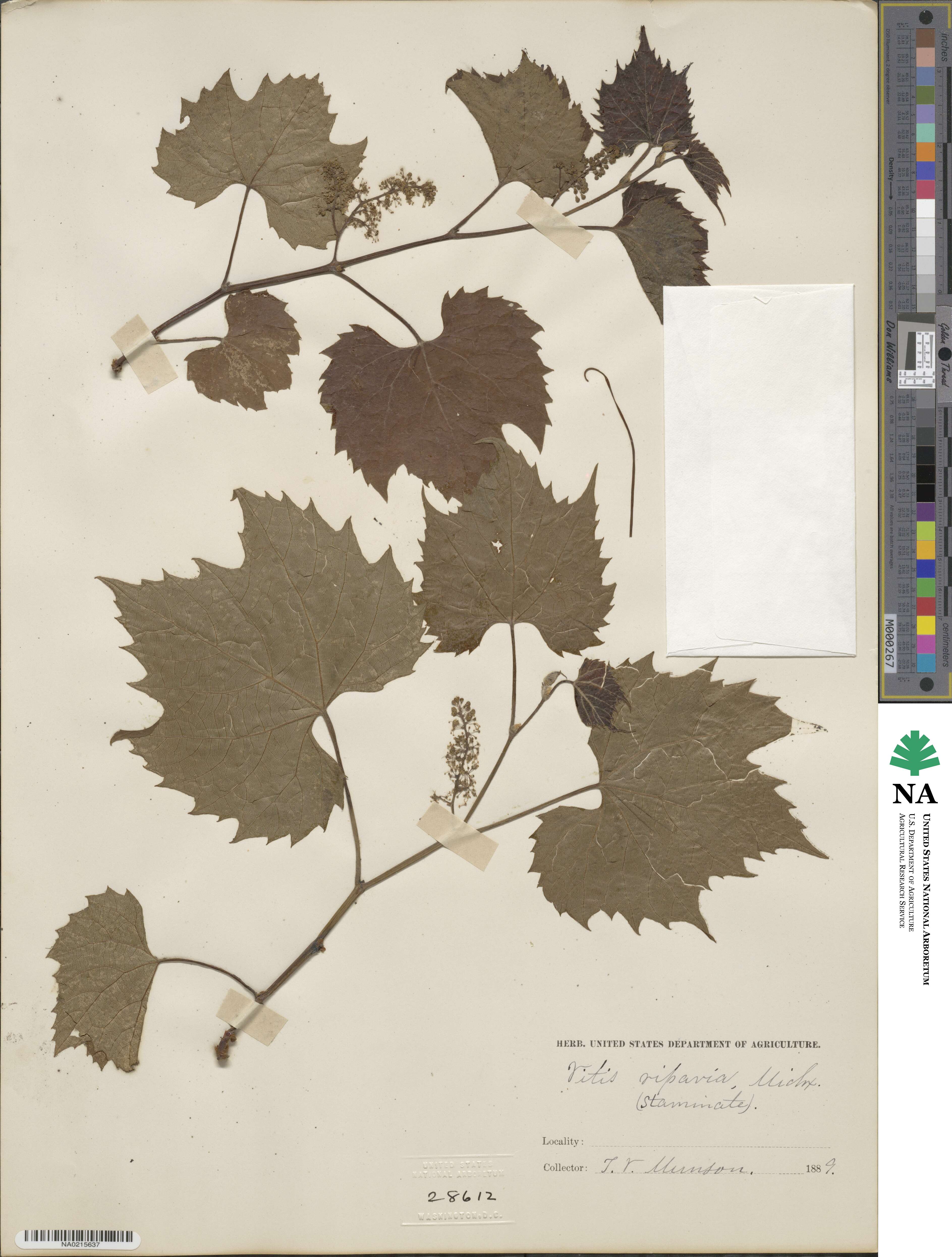 Vitis riparia image