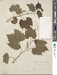 Vitis riparia image