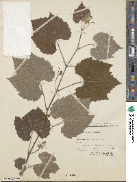 Vitis romanetii image