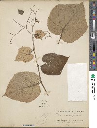 Vitis romanetii image