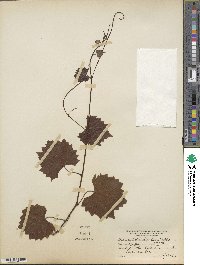 Vitis rotundifolia image