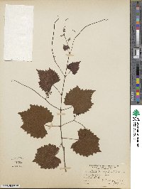 Vitis rotundifolia image