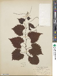 Vitis rotundifolia image