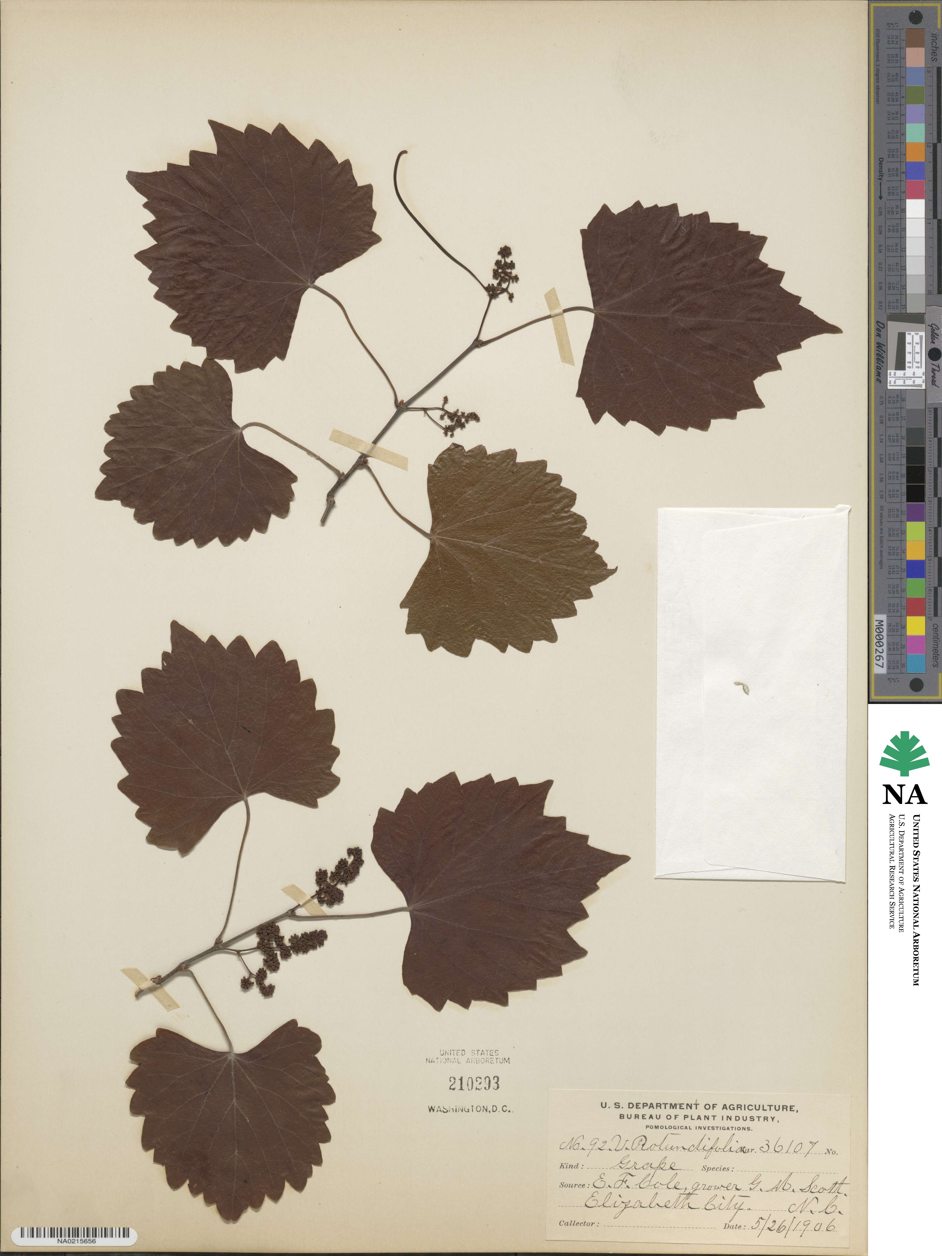 Vitaceae image