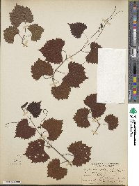 Vitis rotundifolia image