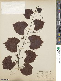 Vitis rotundifolia image