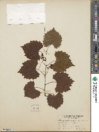 Vitis rotundifolia image