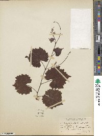 Vitis rotundifolia image