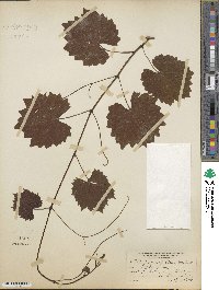 Vitis rotundifolia image